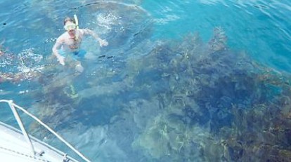 dennis_catalina_cove_kelp_forest03.jpg
