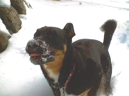 dixie_119_mt_pinos.jpg